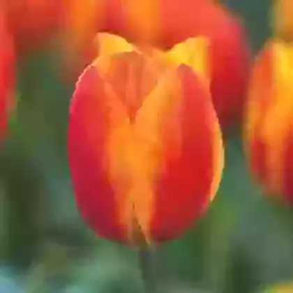 Flair